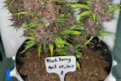 GROW AUTOS WITH GLMX720 PRO