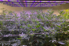 GROW WEDDING CAKE WITH GLMX720 LED GROW LIGHT