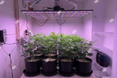 GROW WITH GLMX720 LED GROW LIGHT